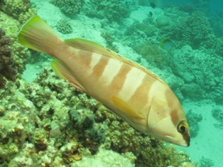 Epinephelus fasciatus